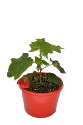 Abutilon - Lucky Lantern Red 150mm Pot (VN)