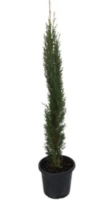 Cupressus Glauca - Pencil Pine 300mm Pot