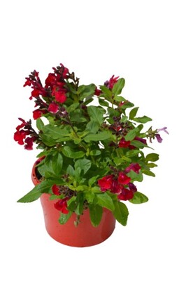 Salvia - Mirage Cherry Red 150mm Pot (VN)