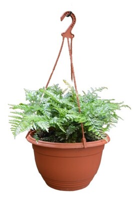 Davallia - Rabbits Foot Fern 270mm Hanging Basket (VN)