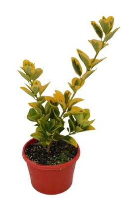 Euonymus - Golden Variegated Japanese Laurel 150mm Pot (VN)