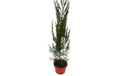 Juniperus - Spartan Conifer 150mm Pot (VN)