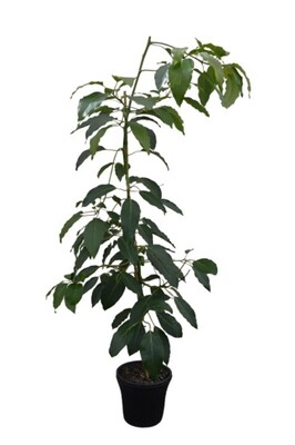 Avocado - Edranol 250mm Pot