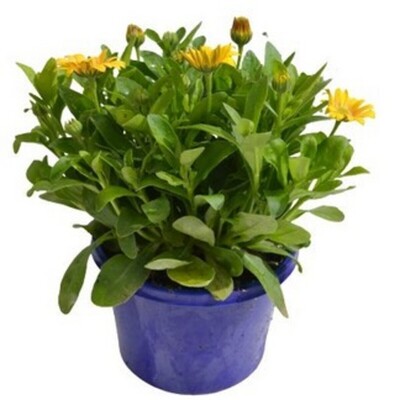 Osteospermum - 3D Golden Yellow 150mm Pot (VN)
