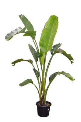 Strelitzia nicolai - Giant Bird of Paradise 400mm Pot