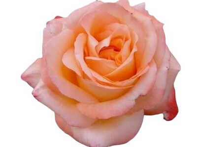 Rose 2ft Patio - Joyfulness 250mm Pot (VN)