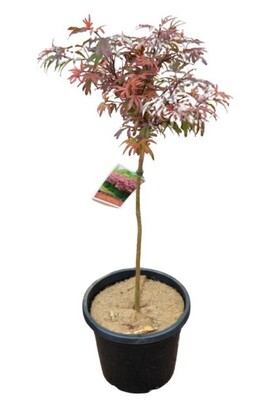Acer - Shaina Maple Standard 300mm Pot