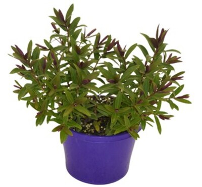 Hebe - Mary Antoinette 150mm Pot (VN)