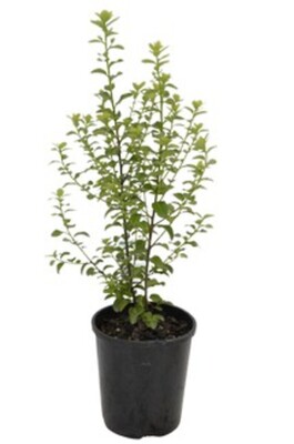 Pittosporum - Green Pillar 140mm Pot