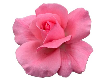 Rose 3ft Standard - Queen Elizabeth 250mm Pot (VN)