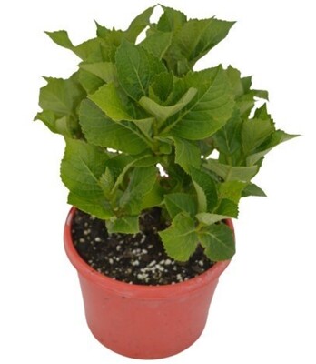 Hydrangea - Deep Purple 200mm Pot (VN)