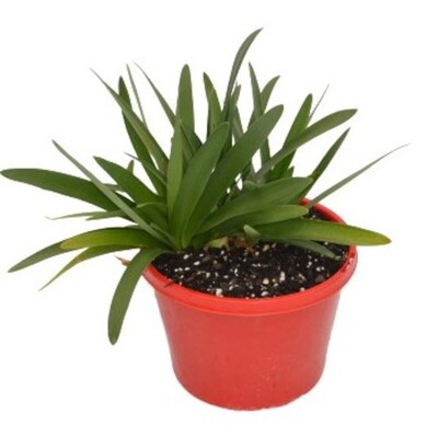 Agapanthus - Snowball 150mm Pot (VN)