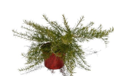 Grevillea - Scarlet Sprite 150mm Pot (VN)