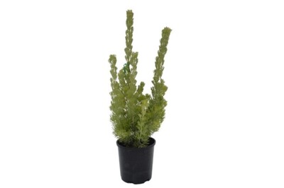 Adenanthos - Silver Streak 140mm Pot