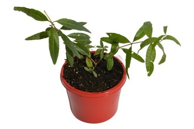 Lemon Verbena 115mm Pot (VN)