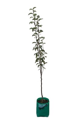 Pear - Duchess Dwarf - 230mm Bagged*