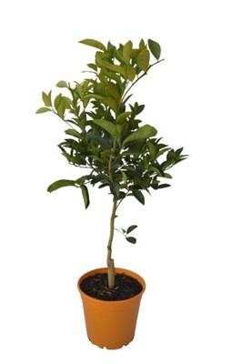 Mandarin - Afourer 200mm Pot