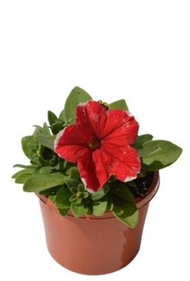 Potted Colour - Assorted 110mm Pot