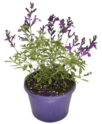 Salvia Mirage - Deep Purple Sage 150mm Pot (VN)