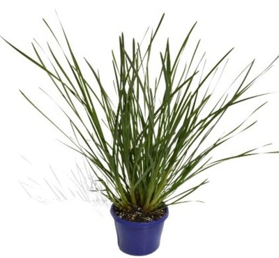 Lomandra - Fine N Dandy 150mm Pot (VN)