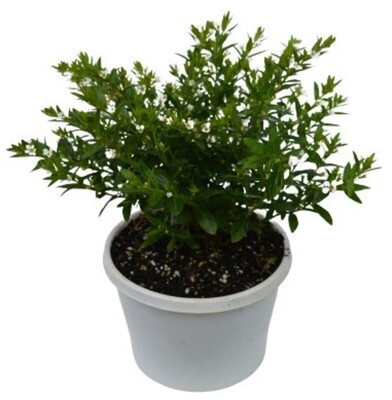 Cuphea White 150mm Pot (VN)