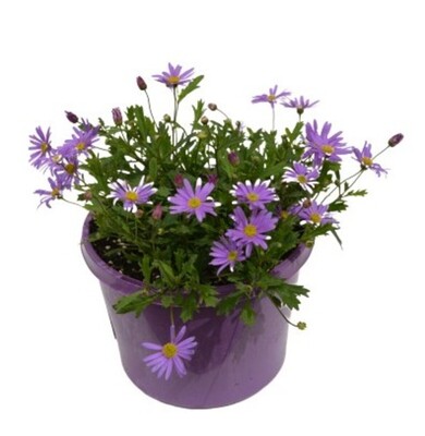 Brachyscome - Brasco Violet 150mm Pot (VN)