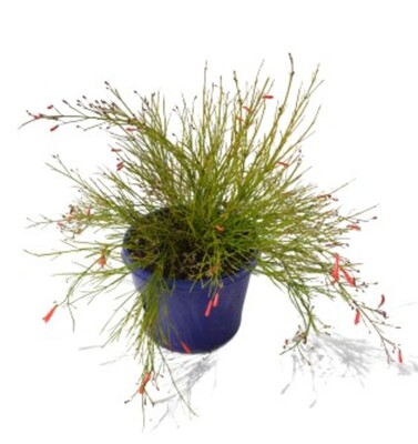 Russelia - Ruby Falls 150mm Pot (VN)