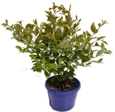 Syzygium - Baby Boomer 150mm Pot (VN)