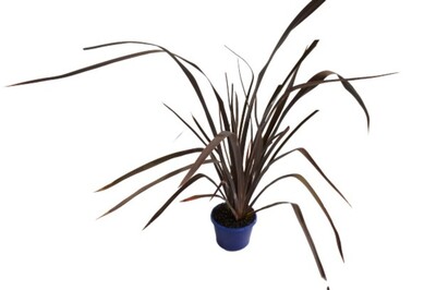 Phormium - Pink Bright Bronze 150mm Pot (VN)