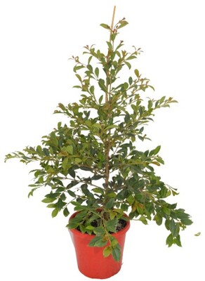 Syzygium - Resilience 200mm Pot (VN)