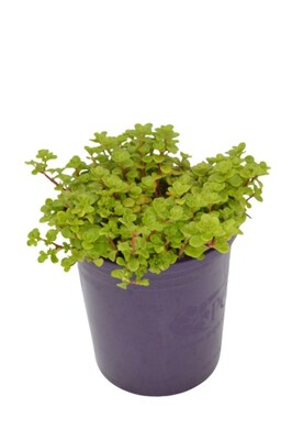 Sedum - Green Blob 140mm Pot