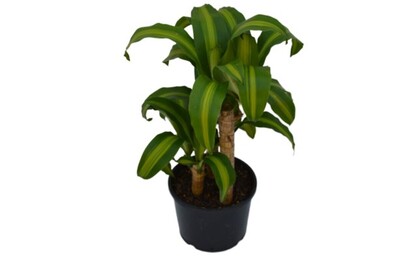 Dracena Massangeana - Happy Plant 200mm Pot