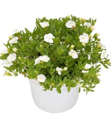 Calibrachoa - MF Double White 150mm Pot (VN)