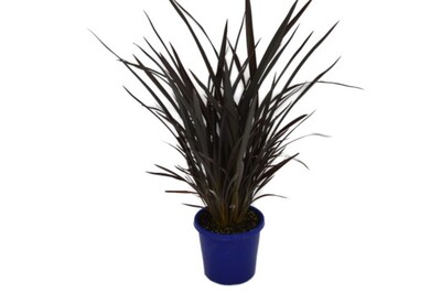 Phormium - Black Rage 200mm