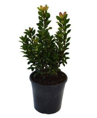 Rhaphiolepis - Oriental Pearl 200mm Pot