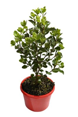 Pittosporum - Stephens Island 150mm Pot (VN)