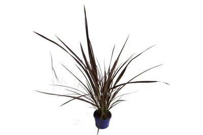 Phormium - Bronze Warrior 150mm Pot (VN)
