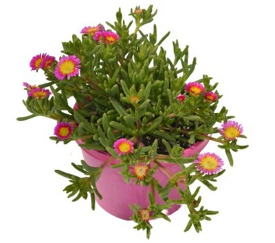 Delosperma - Hot Pink Wonder 150mm Pot (VN)