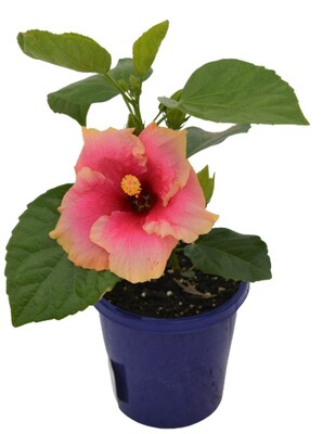 Hibiscus Rio Clara - Tequila Sunrise 150mm Pot (VN)