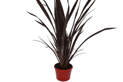 Phormium - Dark Delight Flax 150mm Pot (VN)