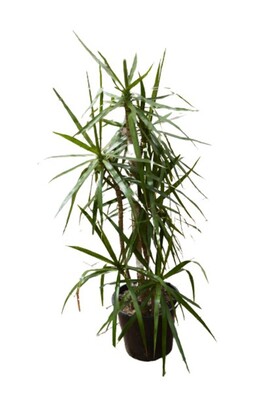 Dracaena - Marginata 250mm Pot