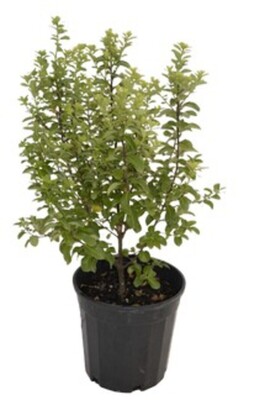 Pittosporum - Green Pillar 200mm Pot
