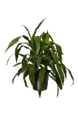 Dracaena - Janet Craig 200mm Pot