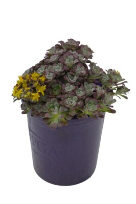 Sedum - Purple Blob 140mm Pot
