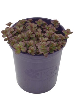 Sedum - Chocolate Blob 140mm Pot
