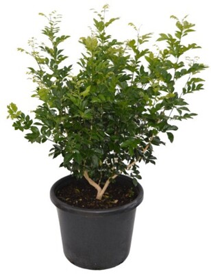 Murraya - Orange Jasmine 250mm Pot
