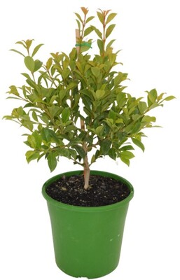 Syzygium - Backyard Bliss 200mm Pot