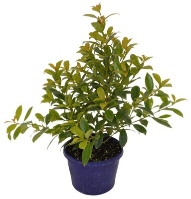 Syzygium - Hinterland Gold 150mm Pot (VN)