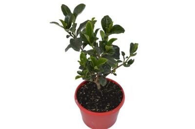 Gardenia - Professor Pucci 150mm Pot (VN)