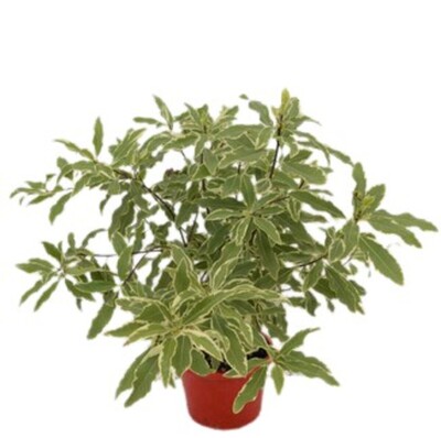 Pittosporum - Eugenioides Variegatum 150mm Pot (VN)
